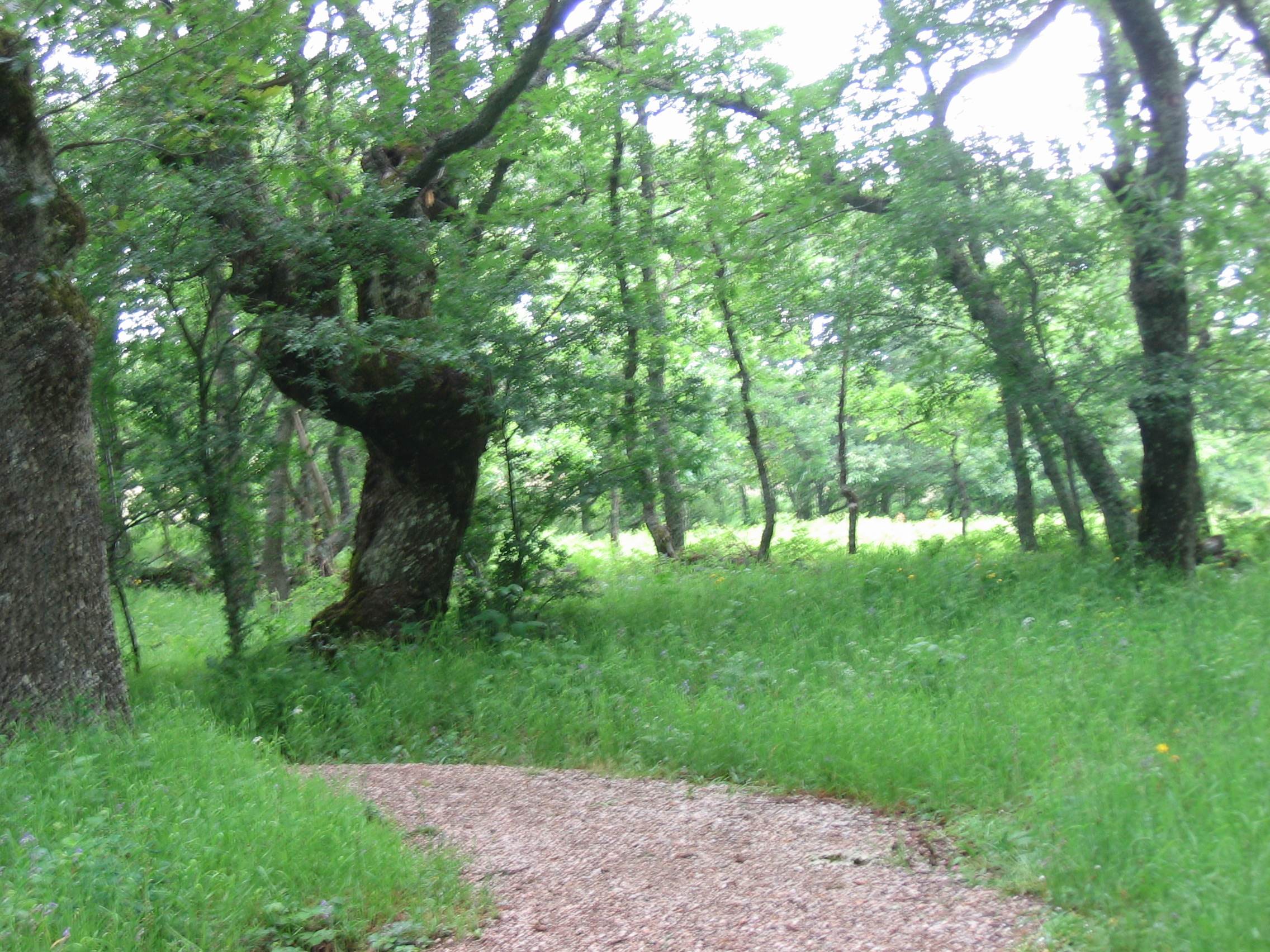 Bosque Fósil 2007: IMG 2008