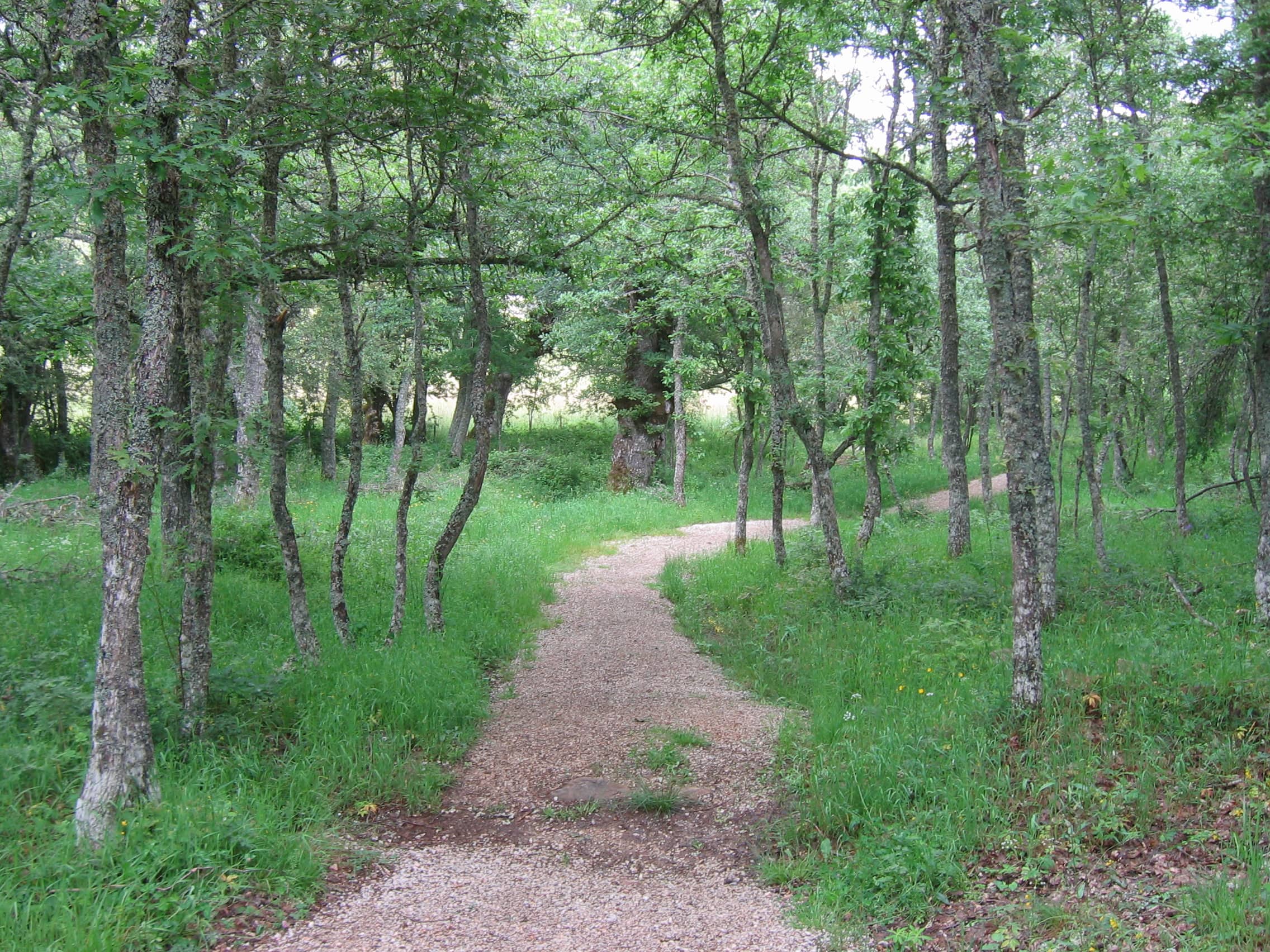 Bosque Fósil 2007: IMG 2005