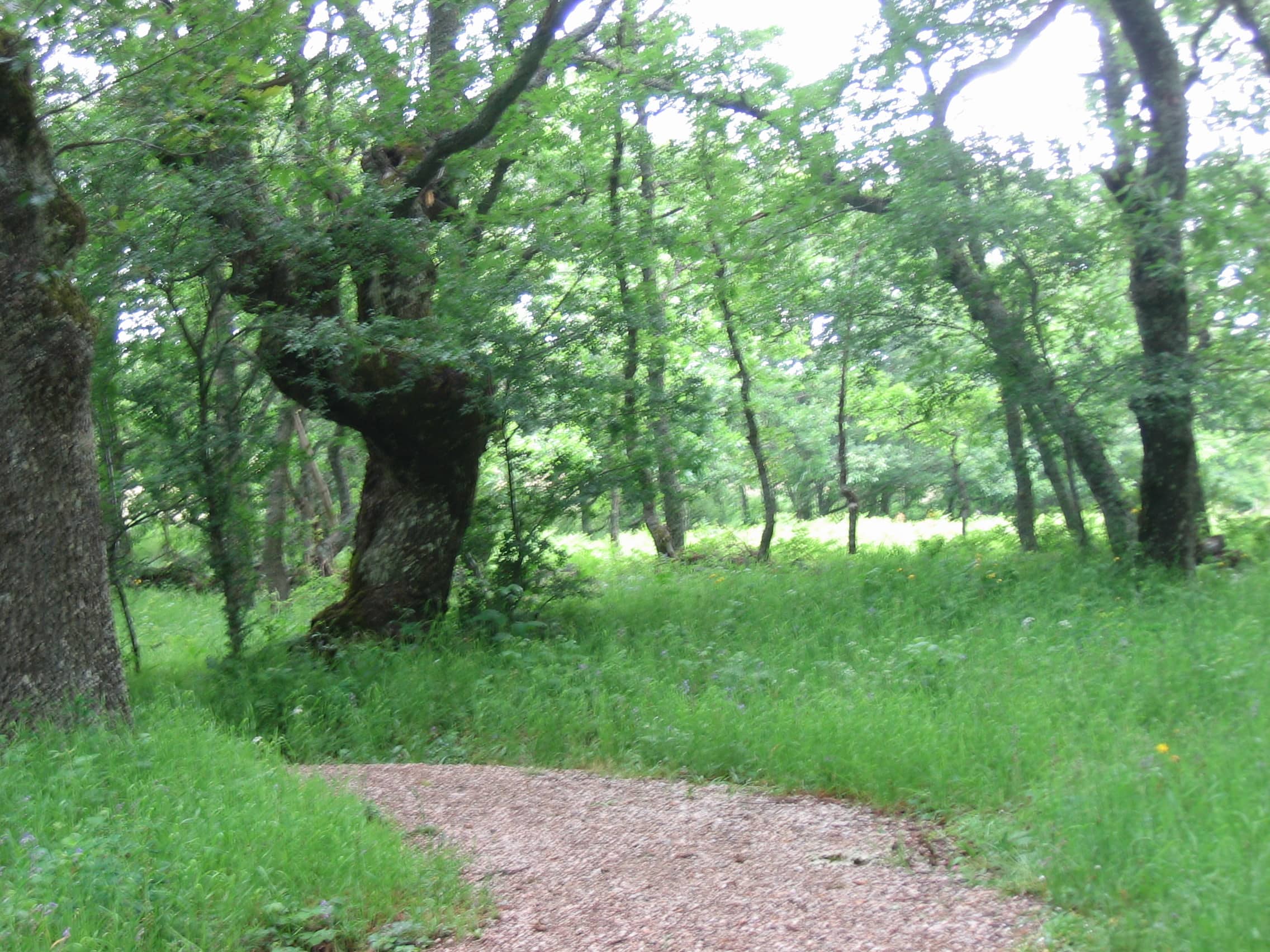 Bosque Fósil 2007: IMG 2008