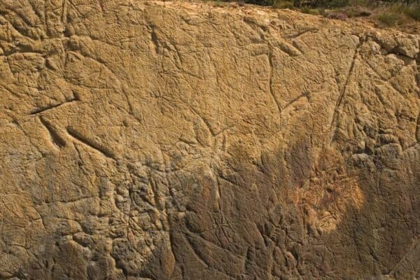 Entorno del Bosque Fósil de Verdeña